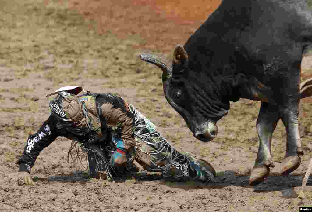 Banteng Smoke Show mengejar Mike Lee dari Fort Worth, Texas, setelah ia terlempar di acara kejuaraan menunggang banteng hari Minggu di babak final rodeo Calgary Stampede di Calgary, Alberta, Kanada, 12 Juli 2015.
