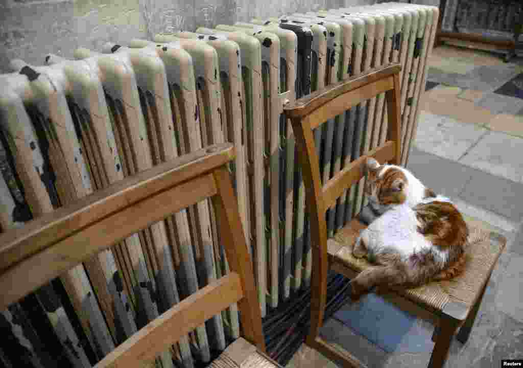 Seekor kucing bernama &#39;Laptop&#39; tertidur selama upacara penobatan Uskup Agung Canterbury, Justin Welby, di Cathedral Canterbury, Inggris.