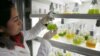 Chilean Scientists Produce Biodiesel From Microalgae