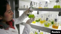 A biochemist shows different types of microalgae for the study and manufacture of a biofuel in high displacement diesel engines for reducing emissions of gases and particulate matter in Santiago, Chile, June 28, 2017.