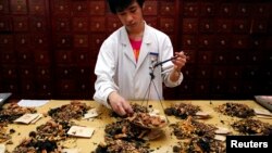 在首都醫科大學附屬北京中醫醫院，一名工作人員在準備中草藥。（2011年5月25日）