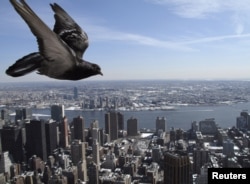 Homing pigeon can find their way home. This pigeon flies over New York City. (2009 Photo: REUTERS/Gleb Garanich)
