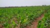 Fazenda Pedras Negras em Malanje 