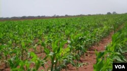 Fazenda Pedras Negras em Malanje 