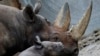Tê giác Nam Phi bị săn trộm với số lượng kỷ lục trong năm 2014