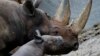 South Africa Sees Record Year for Rhino Poaching in 2014