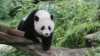 Giant Panda Bao Bao Prepares for China Move