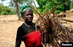 FILE - Juliana Dabire, an organic cotton farmer, carries twigs from her field to make organic fertilizer near Gora village, Burkina Faso, March 19, 2009.