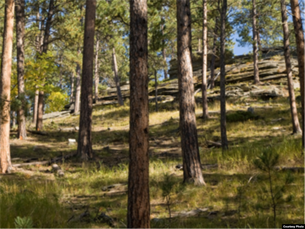 This ponderosa pine forest shows how fire has played its natural role. The trees are spaced widely enough to allow them to survive low-intensity fires and there is little lower vegetation. (National Interagency Fire Center)