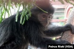 Anak lutung jawa yang akan diperdagangkan diamankan petugas Gakkum KLHK (Foto: VOA/Petrus Riski)