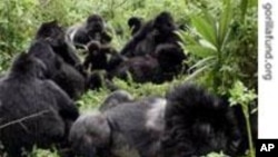 Gorillas on the Brink