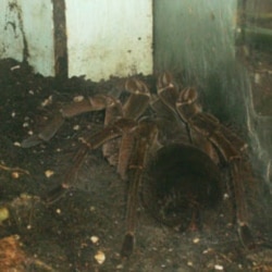 There are live specimens at the museum too, like this Goliath birdeater tarantula spider