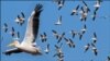 کراچی سمیت سندھ کے ساحلوں پر مسافر پرندوں کے ڈیرے 