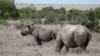 Bacteria Threatens Rhinos in Kenya