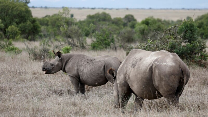 Bacteria Threatens Rhinos in Kenya