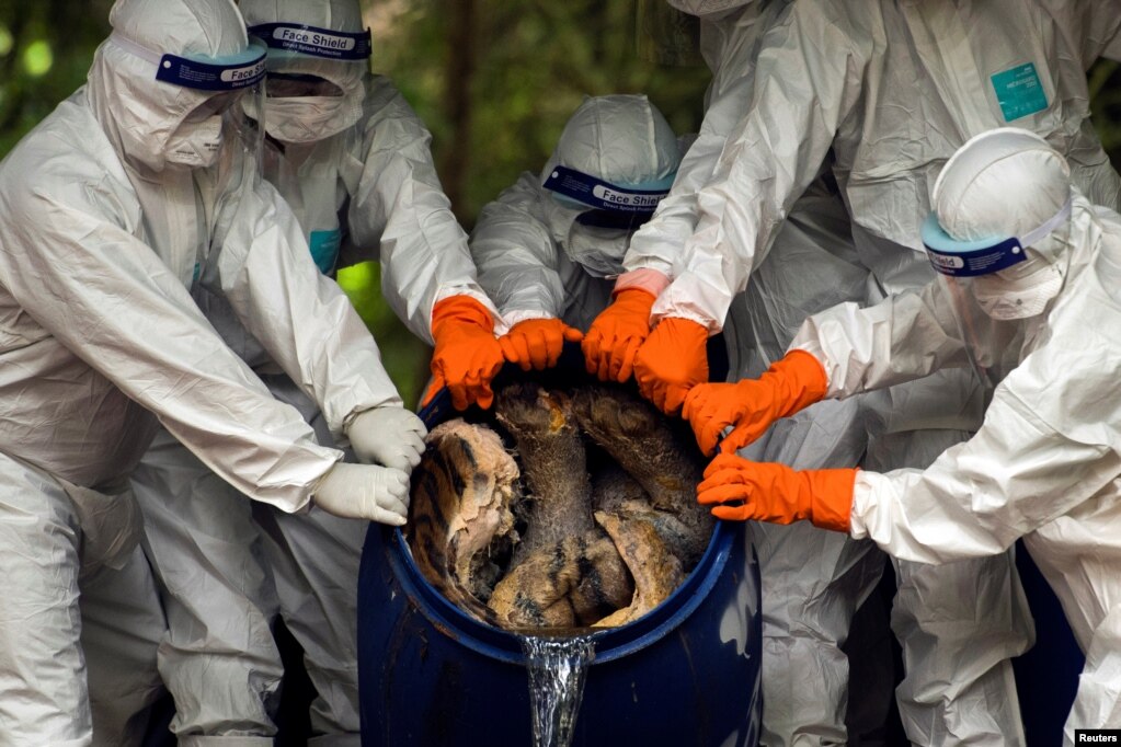 Thai wildlife department officials wearing protective clothes drain formaldehyde from a tank containing dead tigers seized from the Tiger Temple tourist site, at Khao Prathap Chang Wildlife Sanctuary in Ratchaburi province, Thailand.