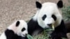资料照片：在亚特兰大动物园，大熊猫母亲伦伦和她的幼崽美兰在一起。(2016年8月23日)