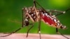Nguy cơ các bệnh do muỗi lây truyền gia tăng