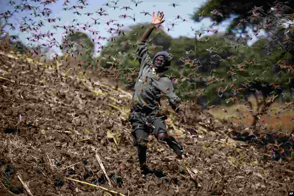 Stephen Mudoga, 12, tries to chase away a swarm of locusts on his farm as he returns home from school, at Elburgon, in Nakuru county, Kenya, March 17, 2021.