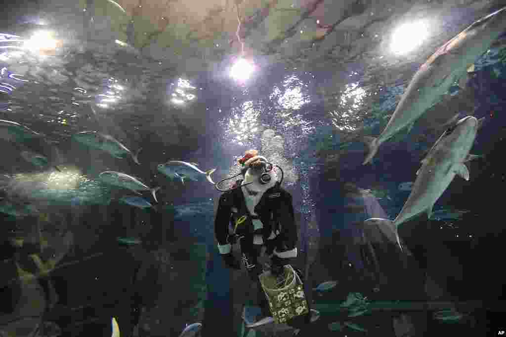 Aquarist Volmer Salvador swims inside a tank at the AquaRio aquarium dressed in a Santa Claus costume during the Christmas season in Rio de Janeiro, Brazil.