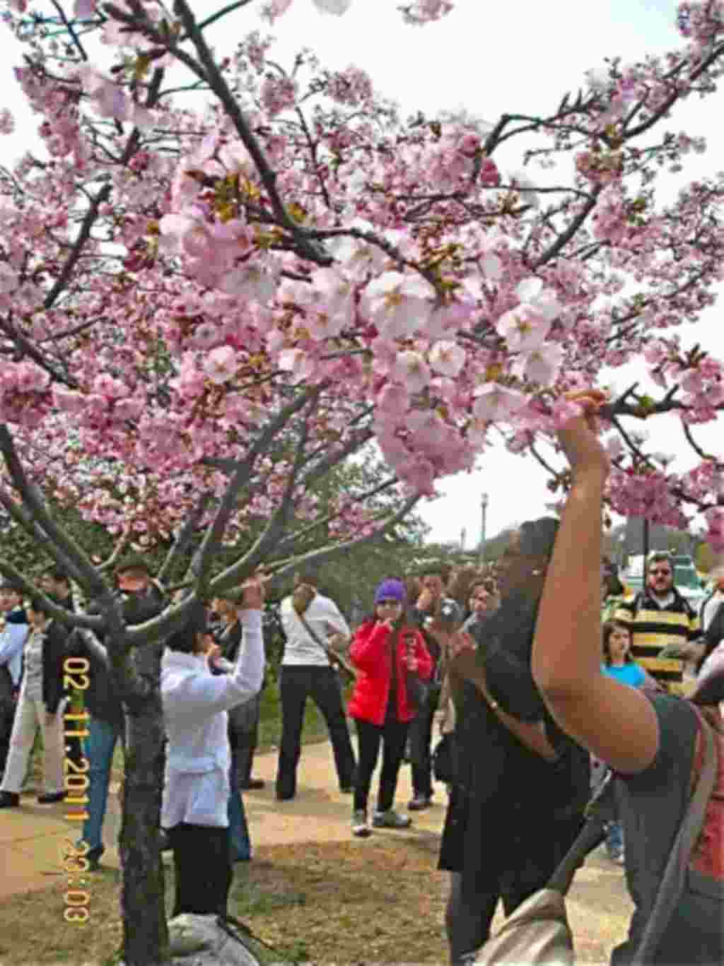 فستیوال شکوفه های گیلاس در واشنگتن ۲۰۱۱