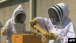 Na krovu hotela Fermont u Vašingtonu, kulinari Ian Bens i Aron Veber, zadužen za peciva i kolače, uzgajaju pčele.
