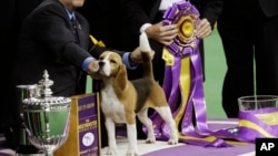 William Alexander poses with Miss P, a 15-inch beagle, after winning the best in show competition title at the Westminster Kennel Club dog show, Tuesday, Feb. 17, 2015.