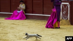 FILE - A cat runs into a bullfighting ring in Bogota, Colombia, on January 28, 2018. Maybe it was curious about the bullfight. (AFP PHOTO / Raul Arboleda)