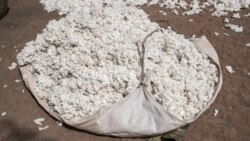 Production record de coton de plus de 700.000 tonnes