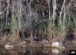 If you look carefully between the two white rocks, you'll spot a couple of sunning gators, waiting for their next splash - and meal.