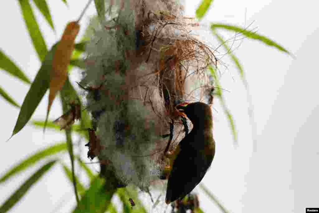 پرنده ای در حال غذا دادن به جوجه اش. لانه این پرنده بر روی درخت باکبو در تایلند است. &nbsp;
