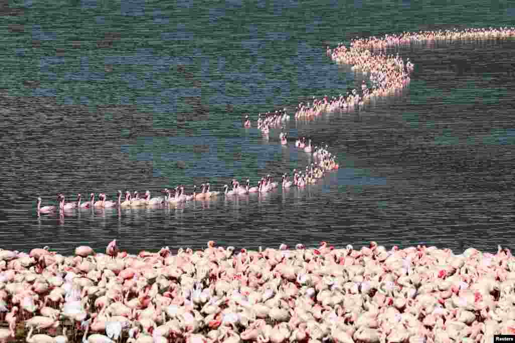 A flamboyance of flamingos crowds together in Lake Bogoria, in Baringo County, Kenya, Aug. 26, 2020.