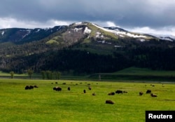 A herd of buffalo graze in the Lamar Valley in Yellowstone National Park, Wyoming, June 20, 2011.