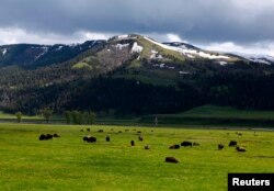 A herd of buffalo graze in the Lamar Valley in Yellowstone National Park, Wyoming, June 20, 2011.