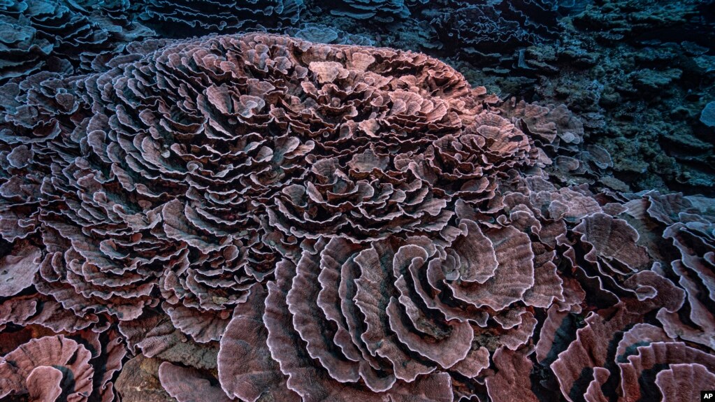 This photo provided by @alexis.rosenfeld shows corals shaped like roses in the waters off the coast of Tahiti of the French Polynesia in December 2021. (Alexis Rosenfeld/@alexis.rosenfeld via AP)