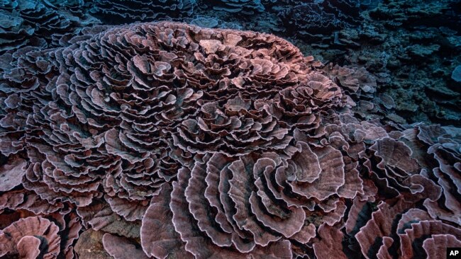 This photo provided by @alexis.rosenfeld shows corals shaped like roses in the waters off the coast of Tahiti of the French Polynesia in December 2021. (Alexis Rosenfeld/@alexis.rosenfeld via AP)