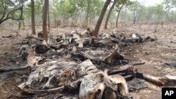 Carcasses of elephants slaughtered by poachers in Boubou Ndjida National Park, Cameroon, Feb. 16, 2012.