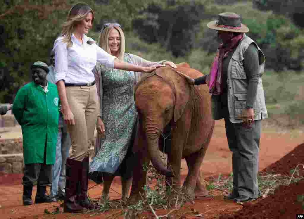 US First Lady Melania Trump (L) and First Lady of Kenya Margaret Kenyatta (R) pet a baby elephant at The David Sheldrick Elephant Orphanage in Nairobi.