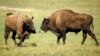 Studi DNA Ungkap Asal Evolusi Bison Eropa