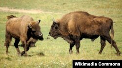 Bison Eropa, berbeda dengan bison Amerika (foto: dok). 