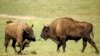 Pemerhati Lingkungan Protes Rencana Perburuan Bison di Polandia 