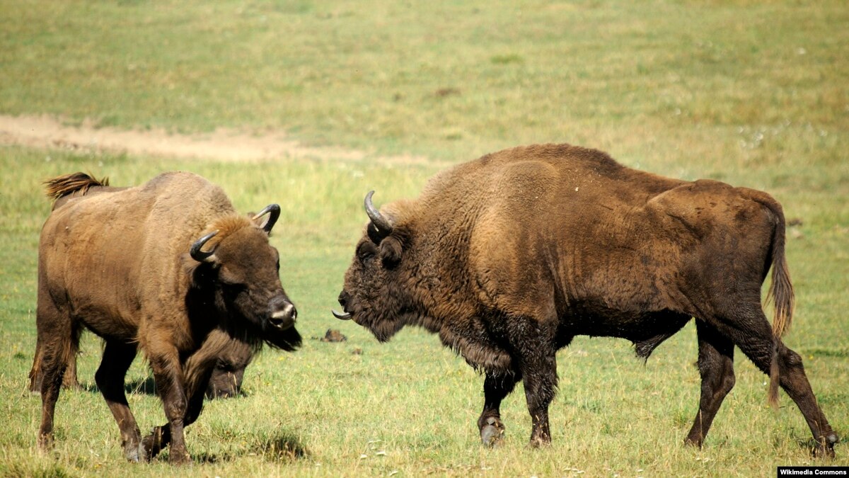 Pemerhati Lingkungan Protes Rencana Perburuan Bison Di Polandia