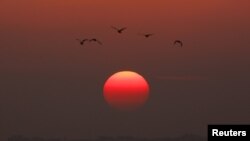 Birds fly as the sun sets over the northern Gaza Strip 
