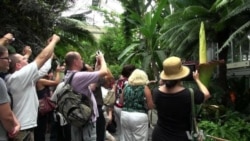 Tall, Stinky Plant is a Draw At US Botanic Garden