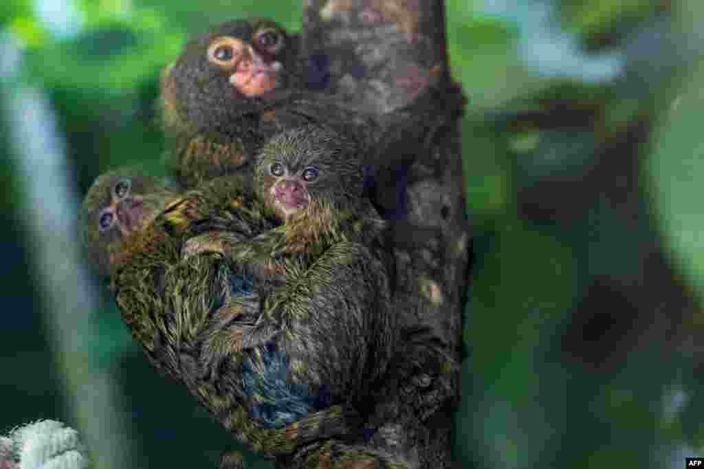 Pygmy marmoset cubs are pictured with their mother in their enclosure at the Mulhouse Zoo, eastern France.