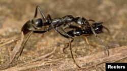 A Matabele ant is seen carrying an injured mate back to the nest after a raid in this July 26, 2013 handout photo provided April 12, 2017. 