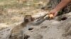 Un singe macaque prend une mangue offerte par un homme au bord de la route à Hua Hin le 29 mai 2020. (Photo de Jack TAYLOR / AFP)