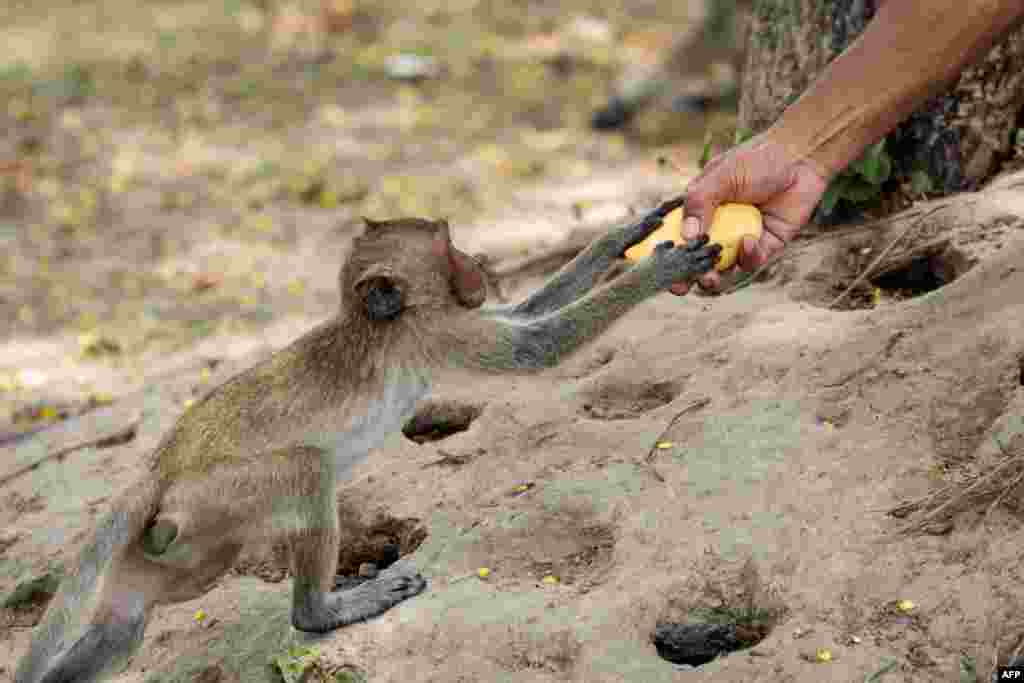 A macaque monkey reaches for a mango offered by a man by the side of the road in Hua Hin, Thailand, as low visitor numbers have resulted in a decrease in the number of people feeding the animals.