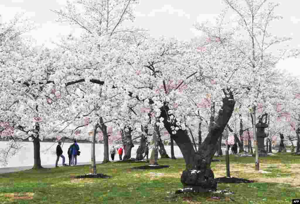 Цвітіння сакури в американській столиці