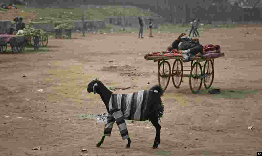 A goat wearing a sweater walks in a field in New Delhi, India.